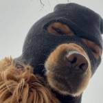 zjwlsj profile picture