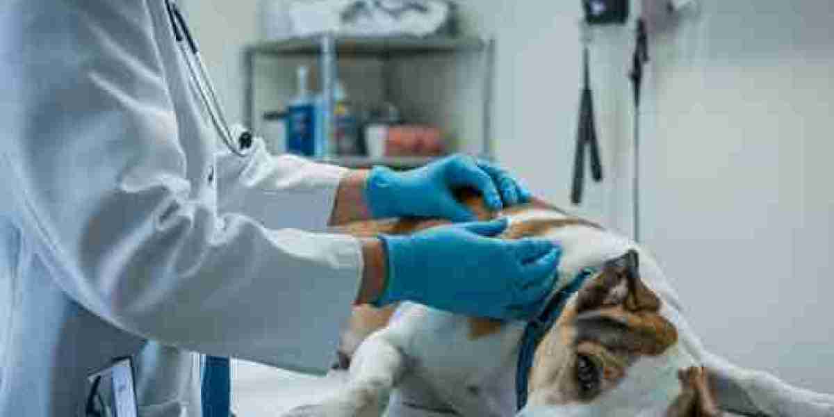 Mobile Dog Euthanasia vs. Clinic Care: Which Is Best for Your Dog?