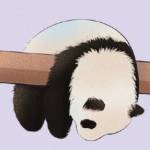 Xin sheng Profile Picture